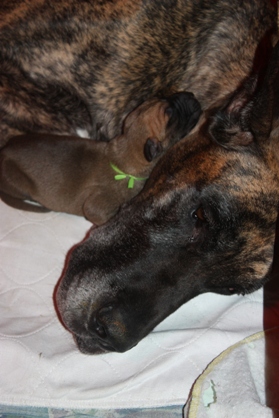 Baelan Cuddling with the Green Collar Boy